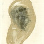 Ex Voto | Ear 55x30 cm, 2019